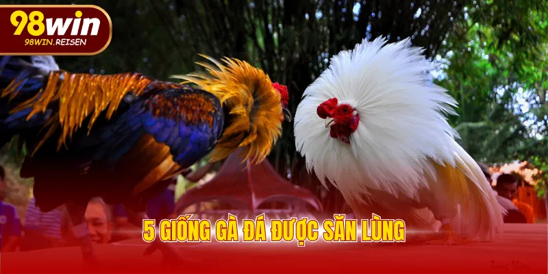 5 giống gà đá được săn lùng